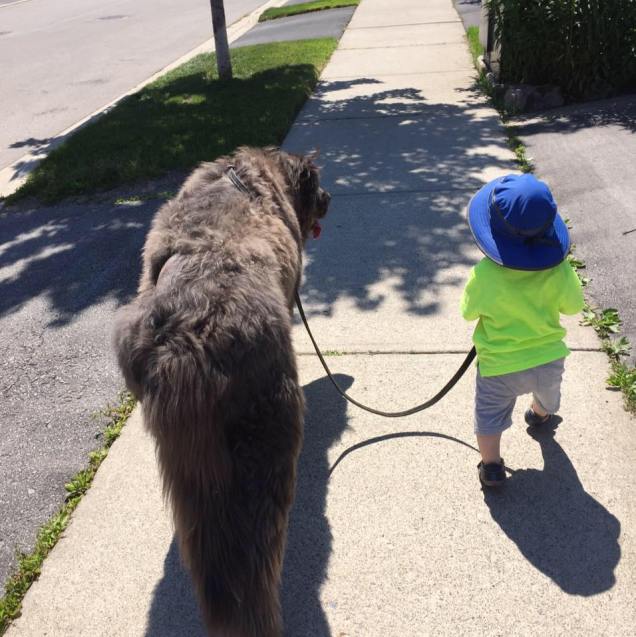 19756388_10159169219085637_2824443278772209166_n Kids n' Dogs - Lifes Best Bits!